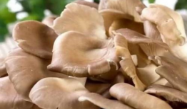 17c吃瓜黑蘑菇爆料